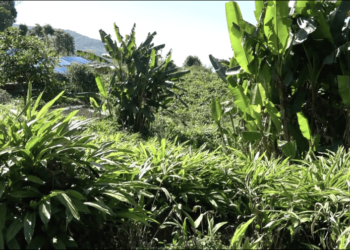 Cardamom cultivation boosts livelihoods in Norjangsa, Tsirang